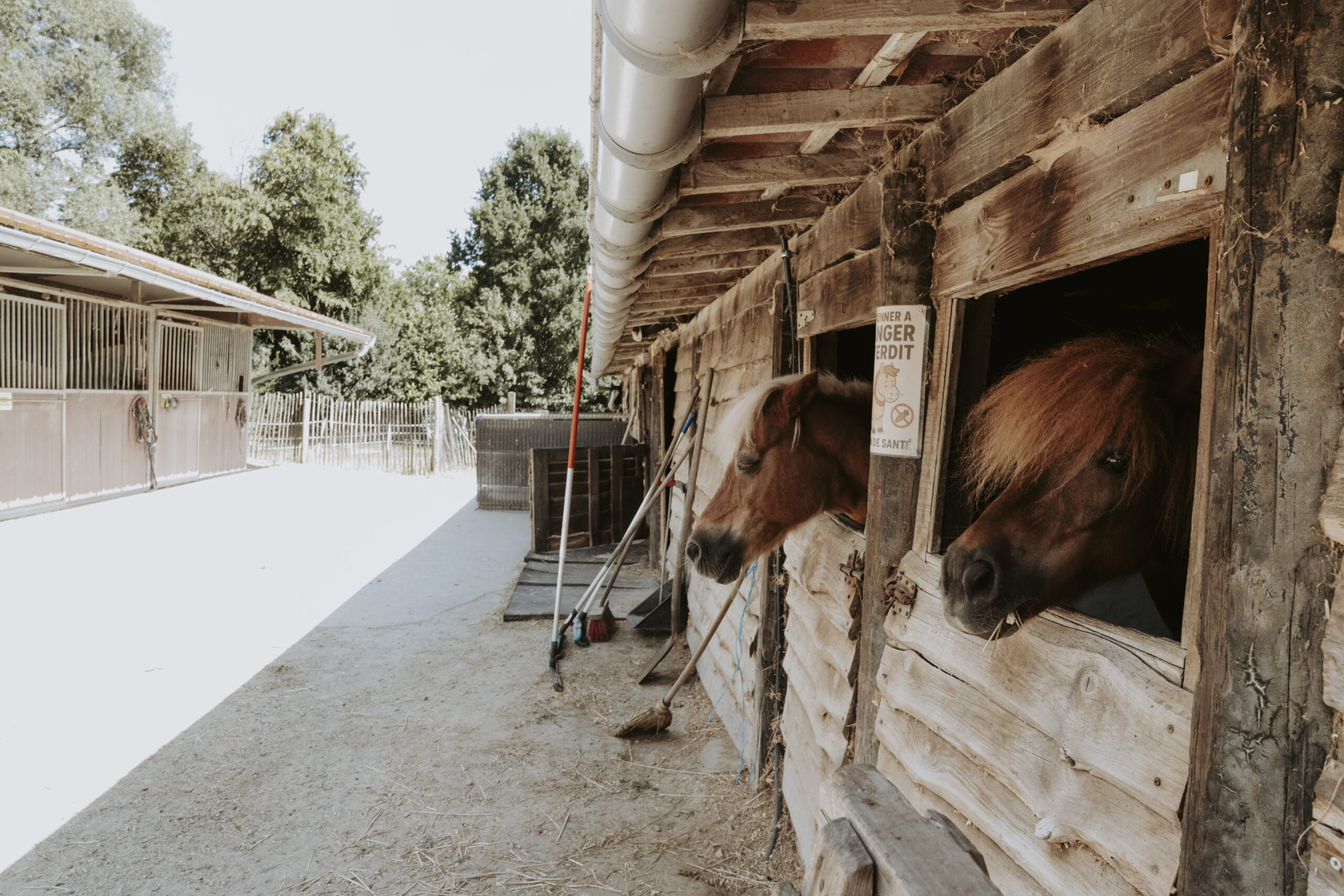 Deux poneys alezans passent la tête par la porte de leur box à Pony Paradise